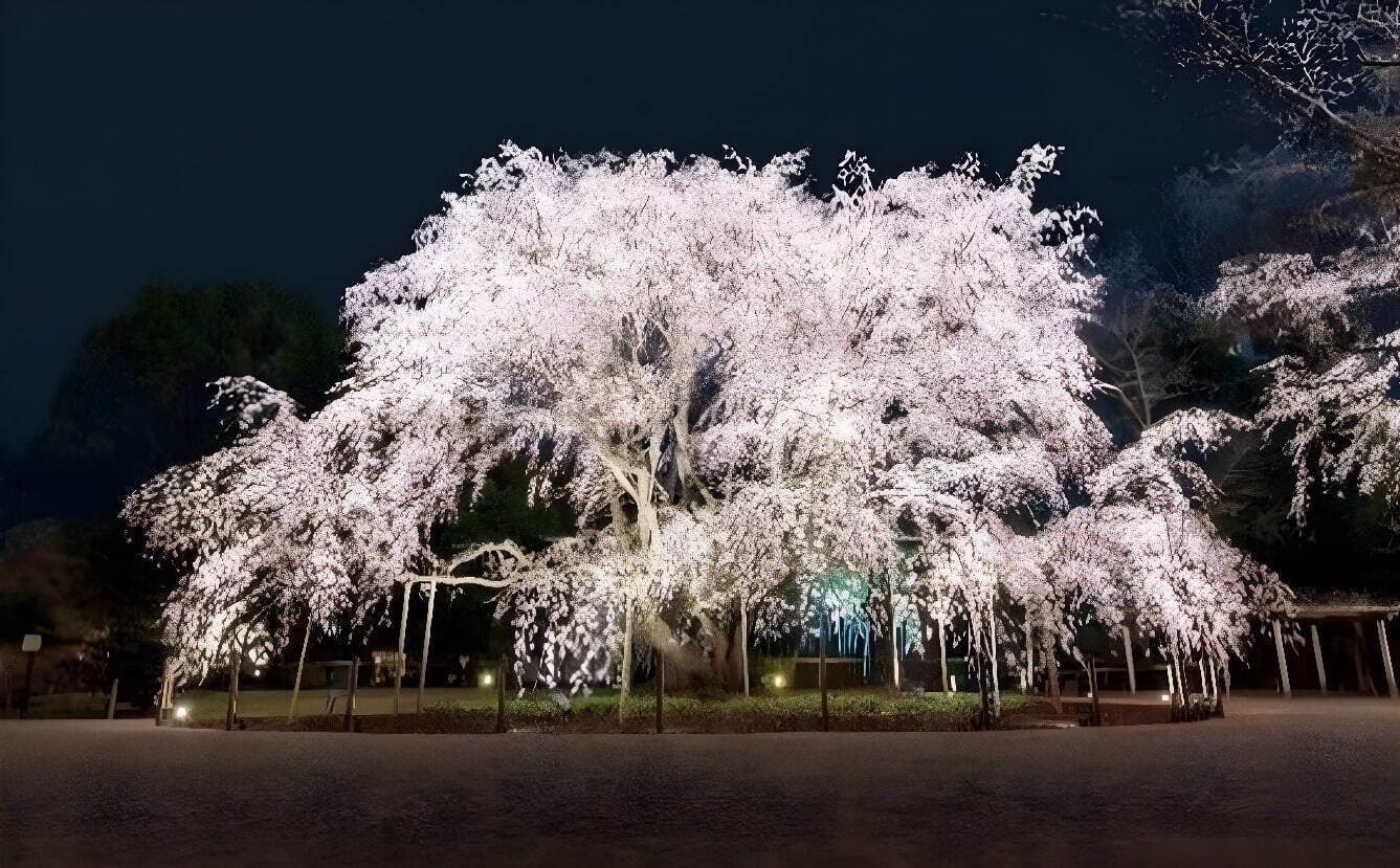 「お花見イベント2025」東京・大阪・福岡ほか、開花時期の桜祭りなどおすすめ観光スポット｜写真18