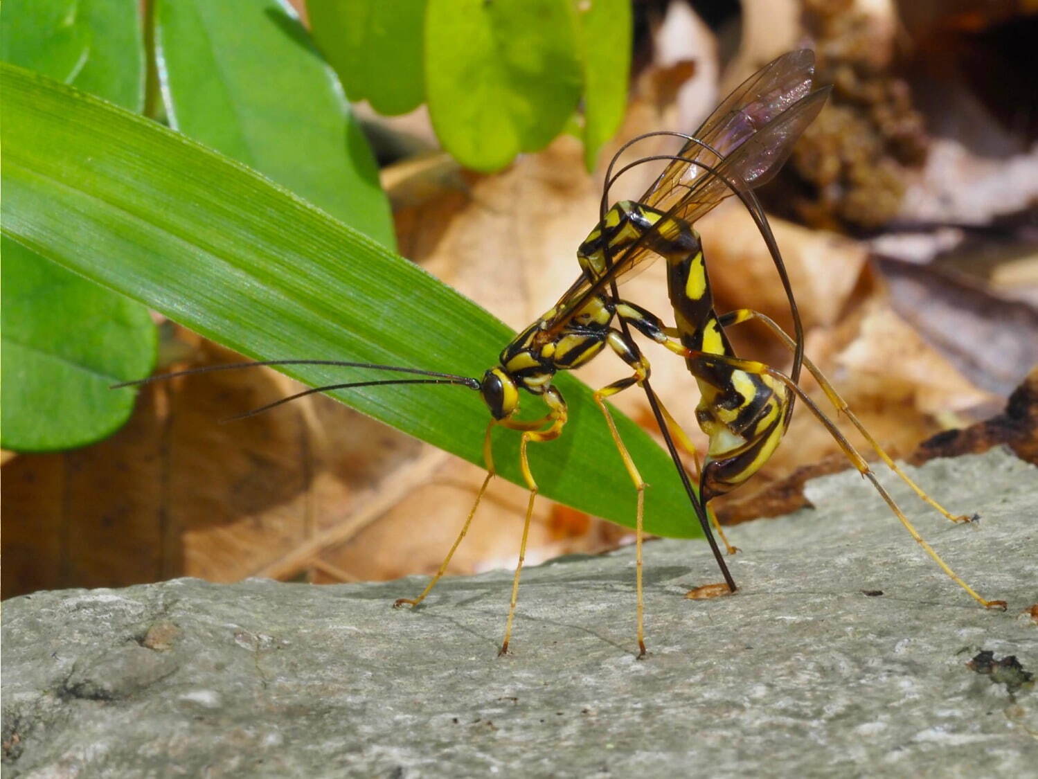 特別展「昆虫 MANIAC」大阪市立自然史博物館で、カブトムシやクモなど昆虫のマニアックな魅力に迫る｜写真3