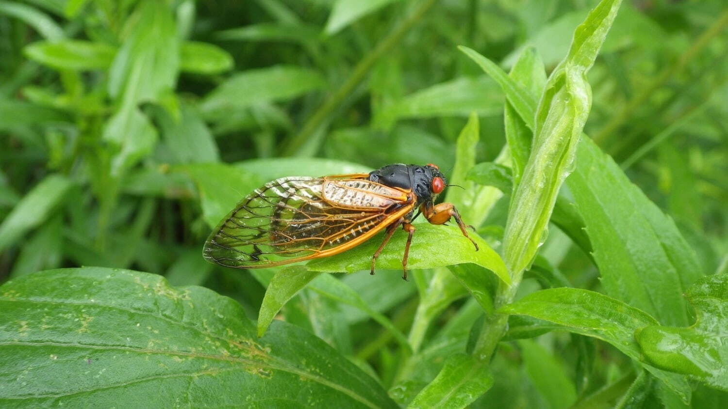 特別展「昆虫 MANIAC」大阪市立自然史博物館で、カブトムシやクモなど昆虫のマニアックな魅力に迫る｜写真24