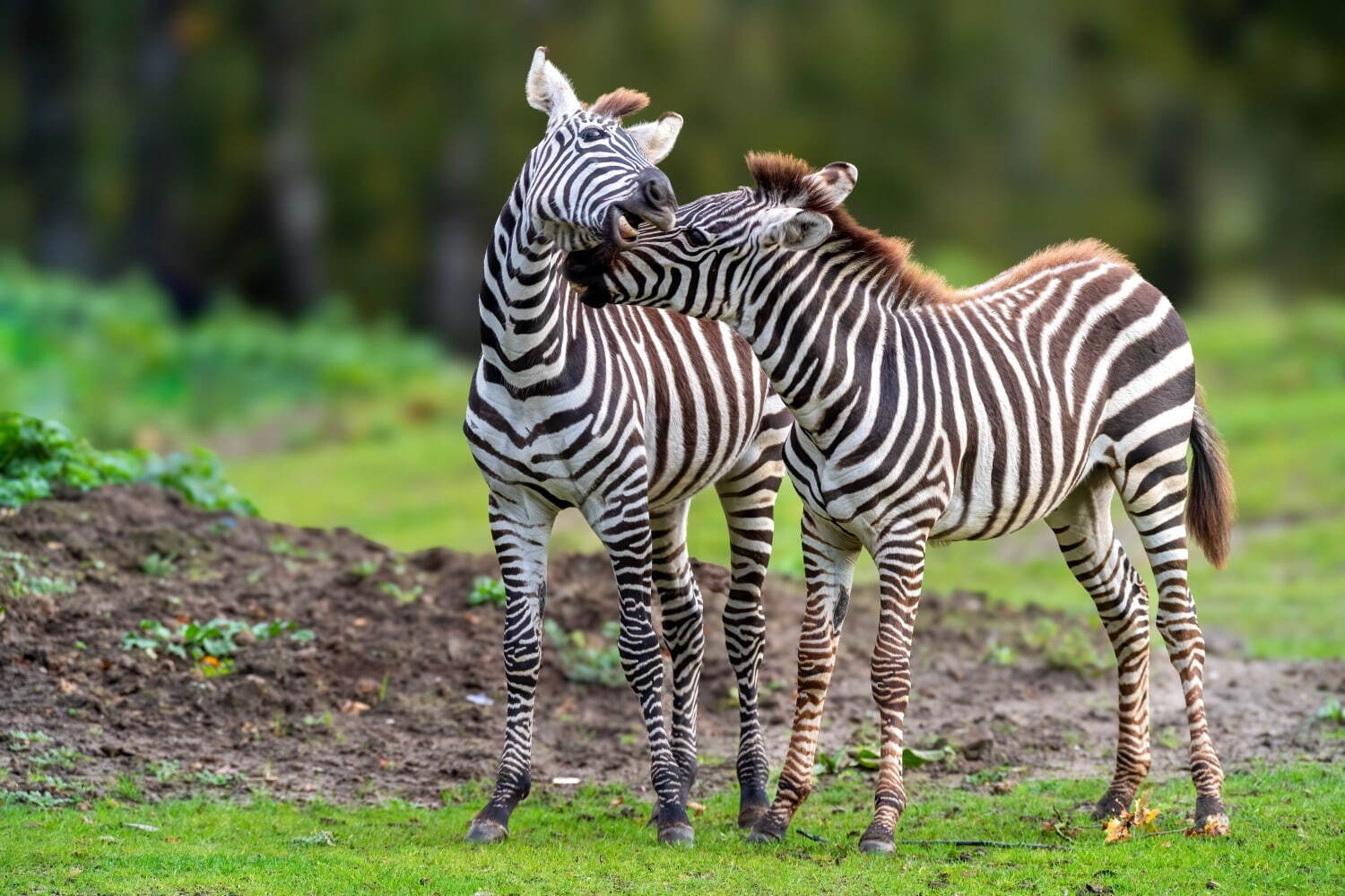 伊豆シャボテン動物公園に「サバンナエリア(仮称)」25年春オープン、キリンと同じ目線のウッドデッキも｜写真2