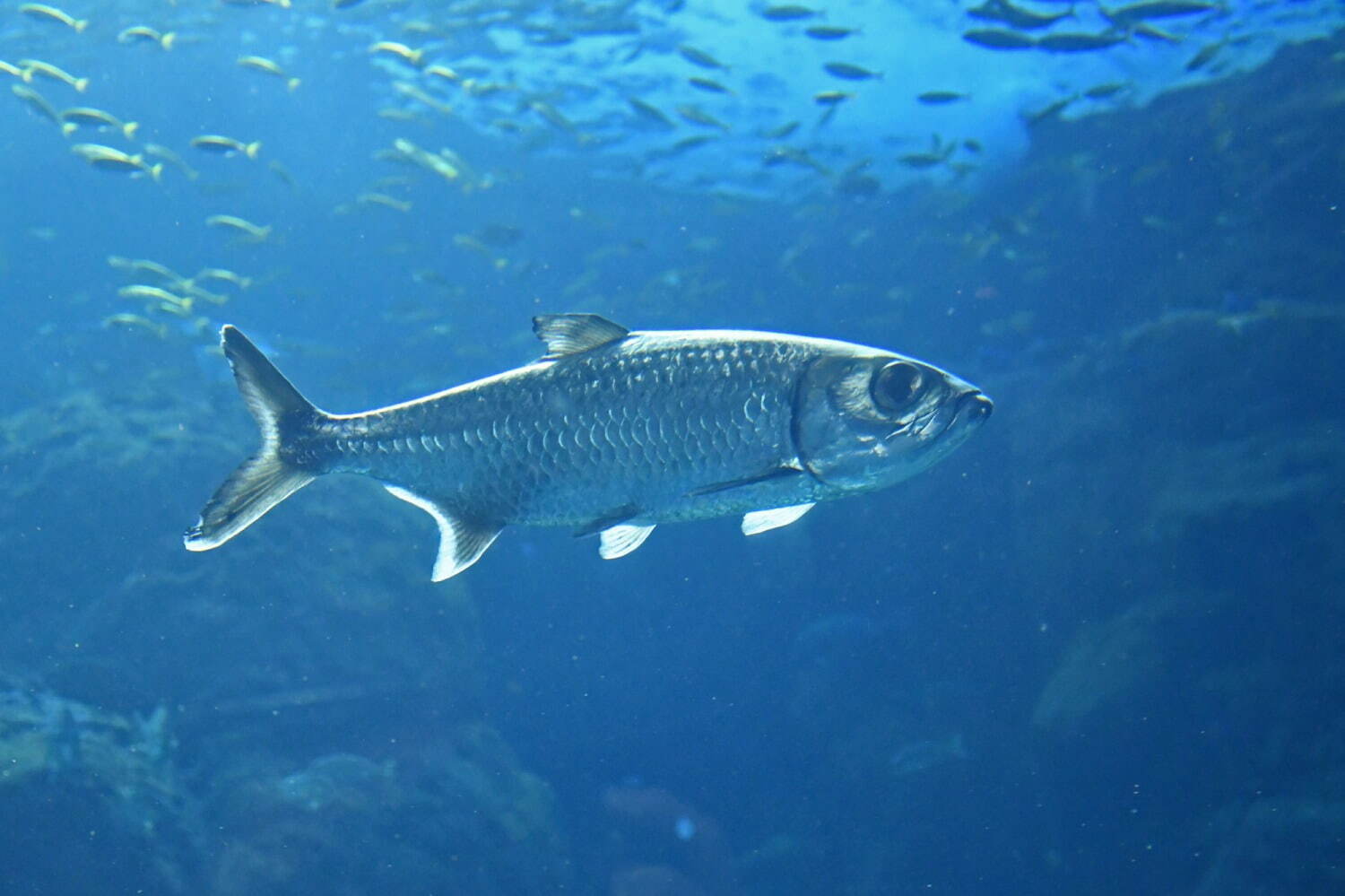 新江ノ島水族館バレンタインイベント「恋する“えのすい”」クラゲのグラスツリー＆クリオネ展示｜写真7