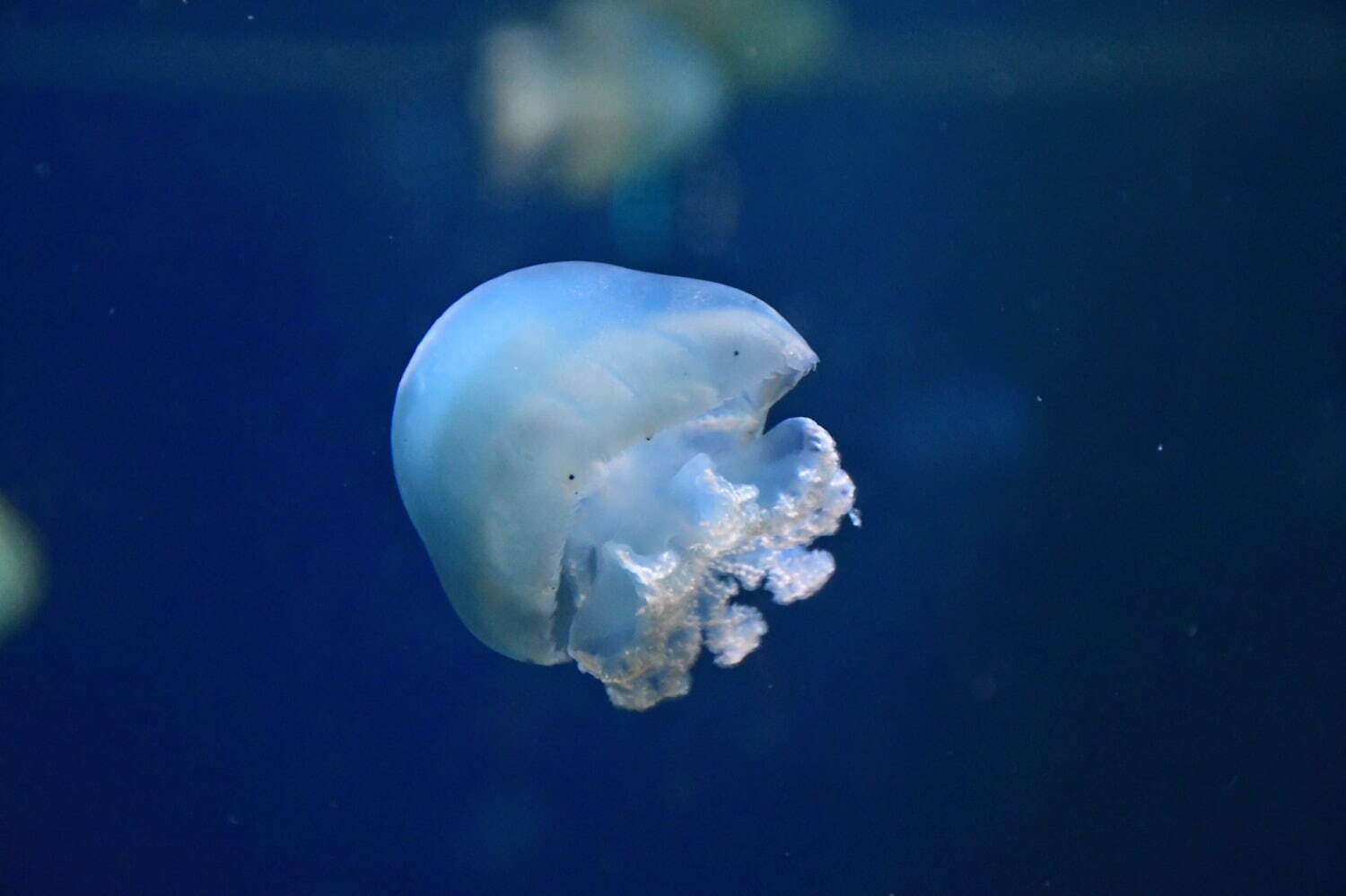 新江ノ島水族館バレンタインイベント「恋する“えのすい”」クラゲのグラスツリー＆クリオネ展示｜写真2