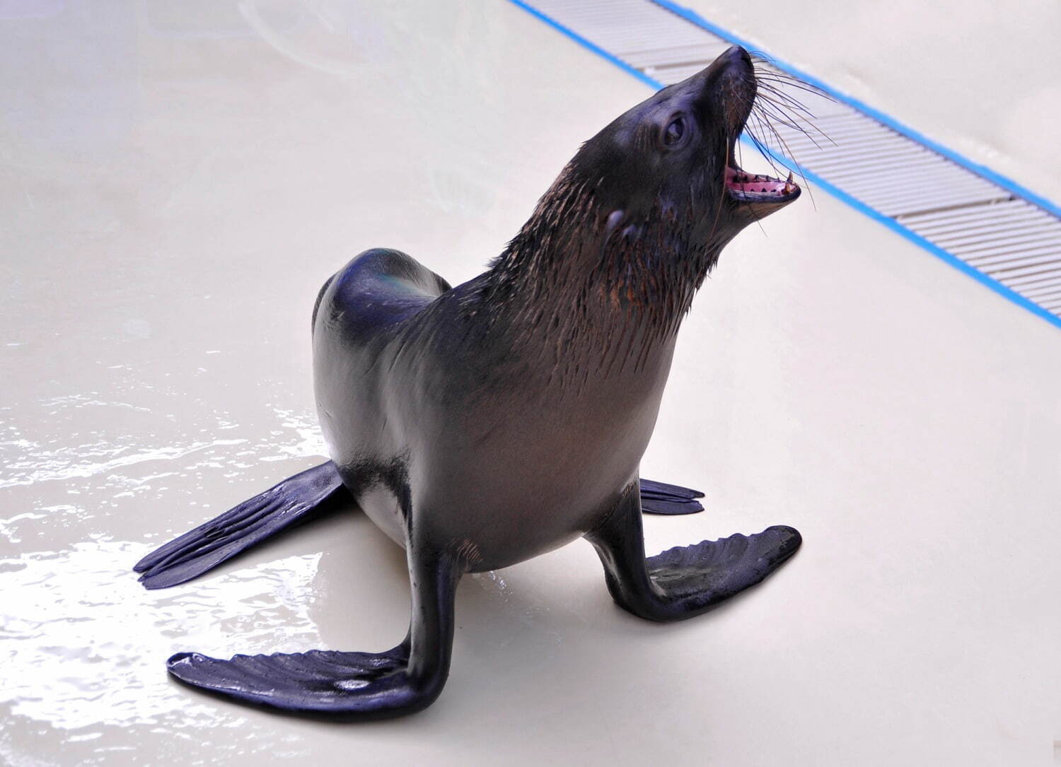 新江ノ島水族館バレンタインイベント「恋する“えのすい”」クラゲのグラスツリー＆クリオネ展示｜写真8