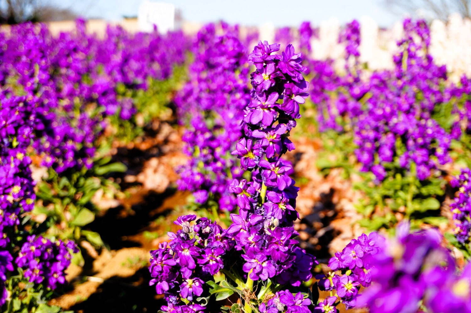 東京ドイツ村の早咲き「菜の花」約250万本が見頃に、一足先に春を感じるイエローの絶景｜写真4