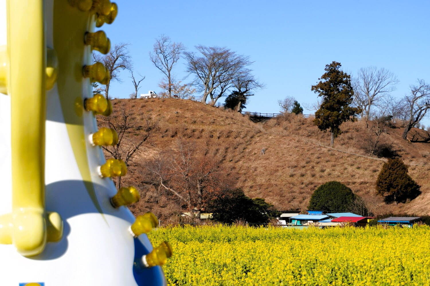 東京ドイツ村の早咲き「菜の花」約250万本が見頃に、一足先に春を感じるイエローの絶景｜写真2