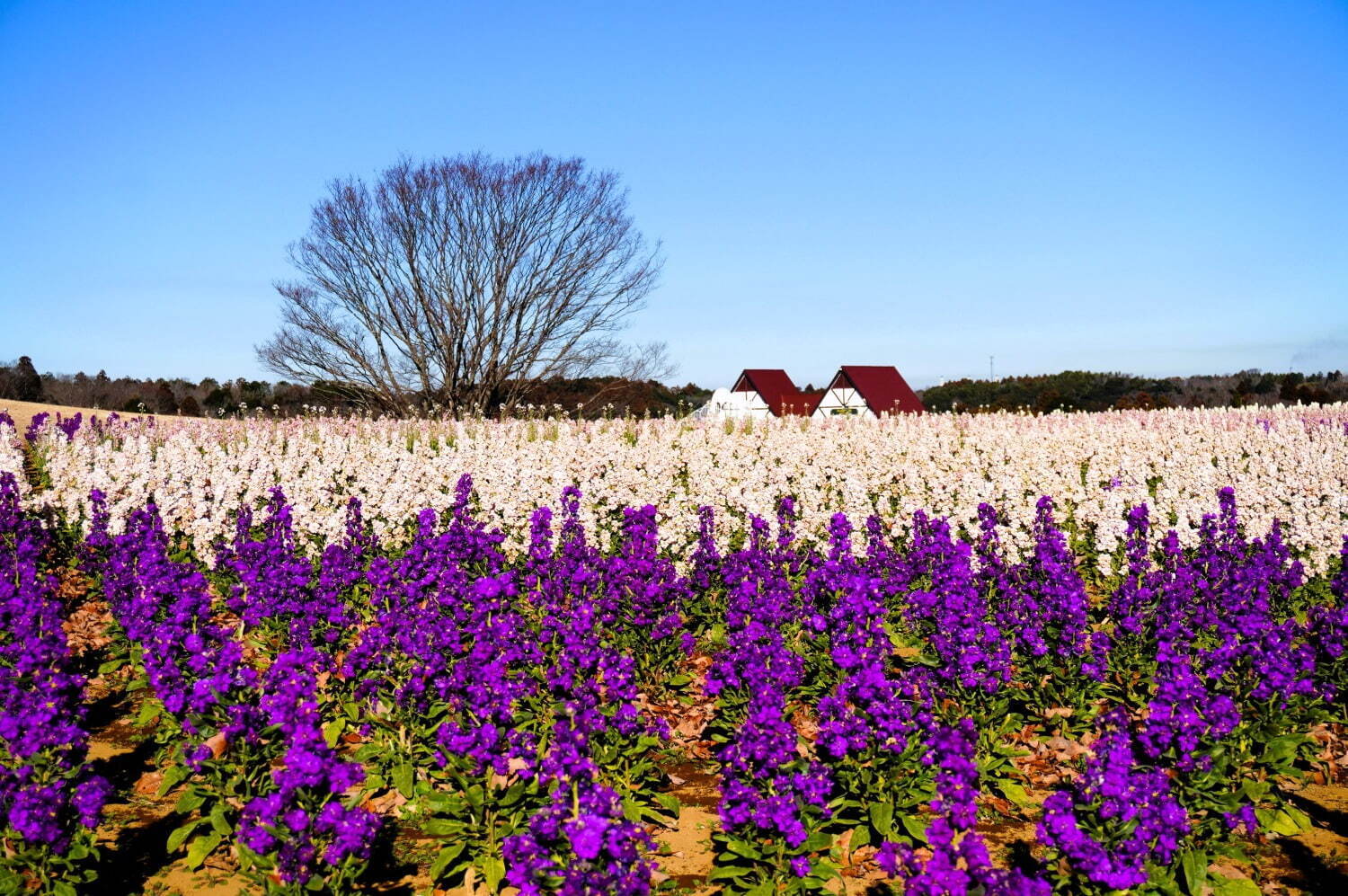 東京ドイツ村の早咲き「菜の花」約250万本が見頃に、一足先に春を感じるイエローの絶景｜写真3