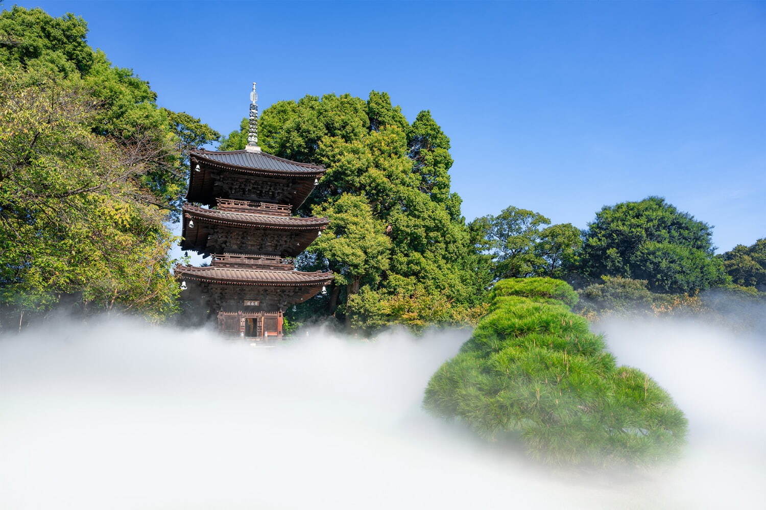 ホテル椿山荘東京、“桜ライトアップ×霧”の庭園演出「夜桜雲海」春限定スイーツも｜写真6