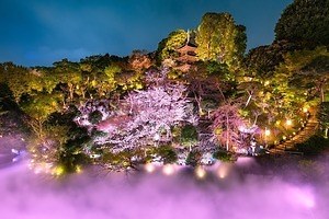 ホテル椿山荘東京、“桜ライトアップ×霧”の庭園演出「夜桜雲海」春限定スイーツも