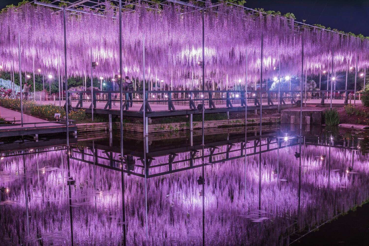 栃木あしかがフラワーパーク「ふじのはな物語」大藤棚など350本以上咲く絶景、夜はライトアップも｜写真4