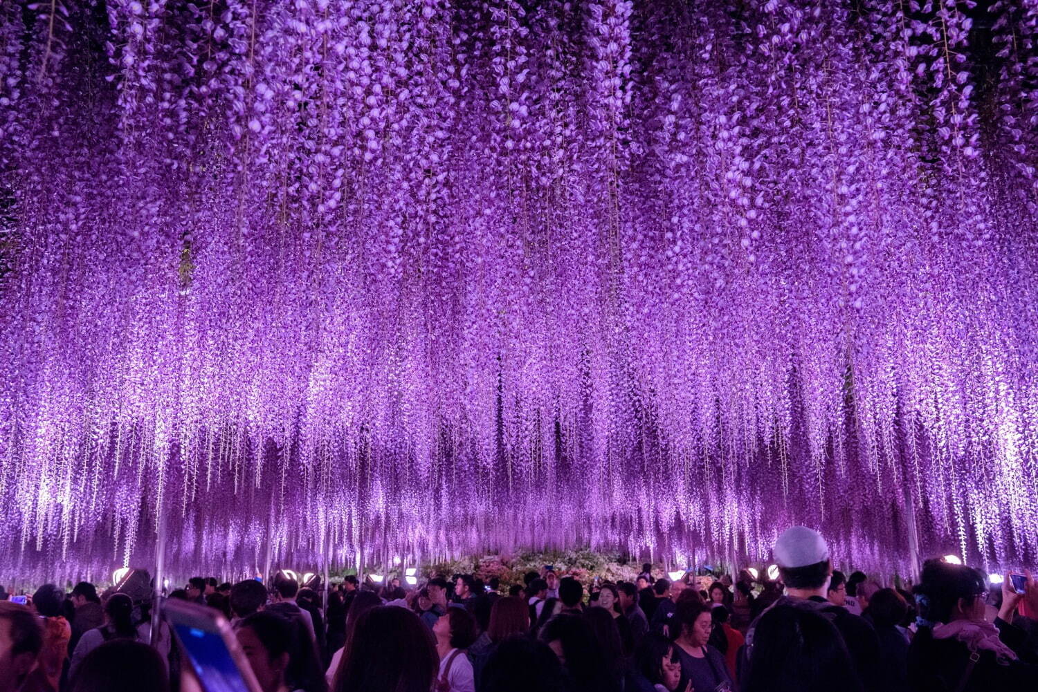 栃木あしかがフラワーパーク「ふじのはな物語」大藤棚など350本以上咲く絶景、夜はライトアップも｜写真6