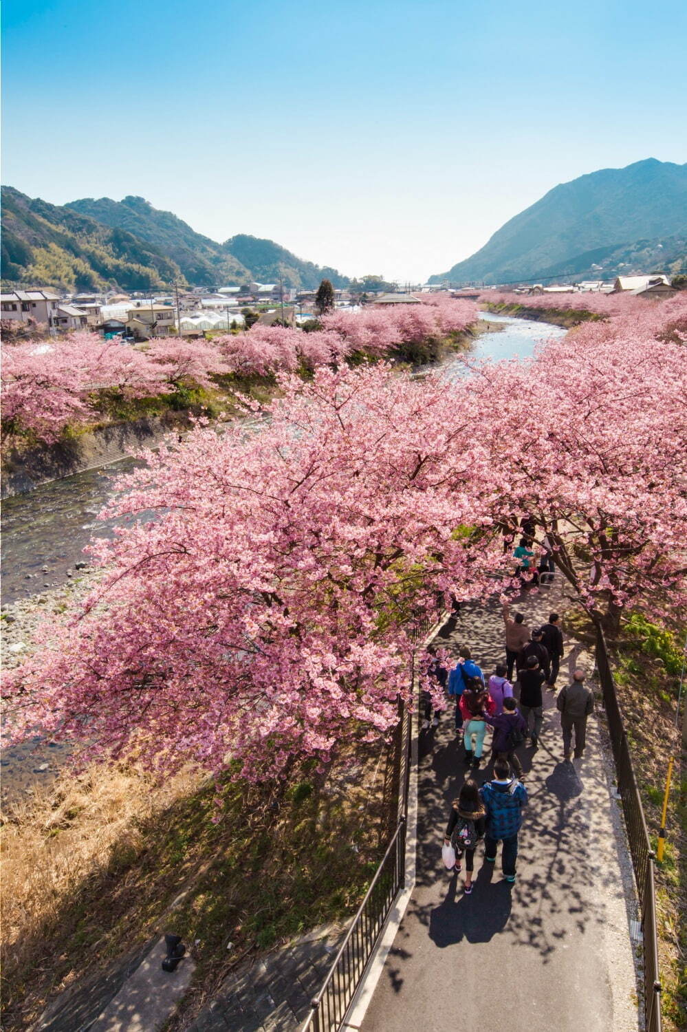 静岡・伊豆の花見イベント「河津桜まつり」早咲き“河津桜”約850本、夜はライトアップも｜写真4