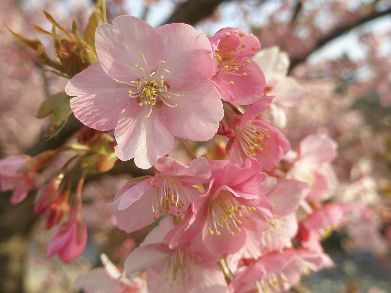 静岡・伊豆の花見イベント「河津桜まつり」早咲き“河津桜”約850本、夜はライトアップも｜写真2