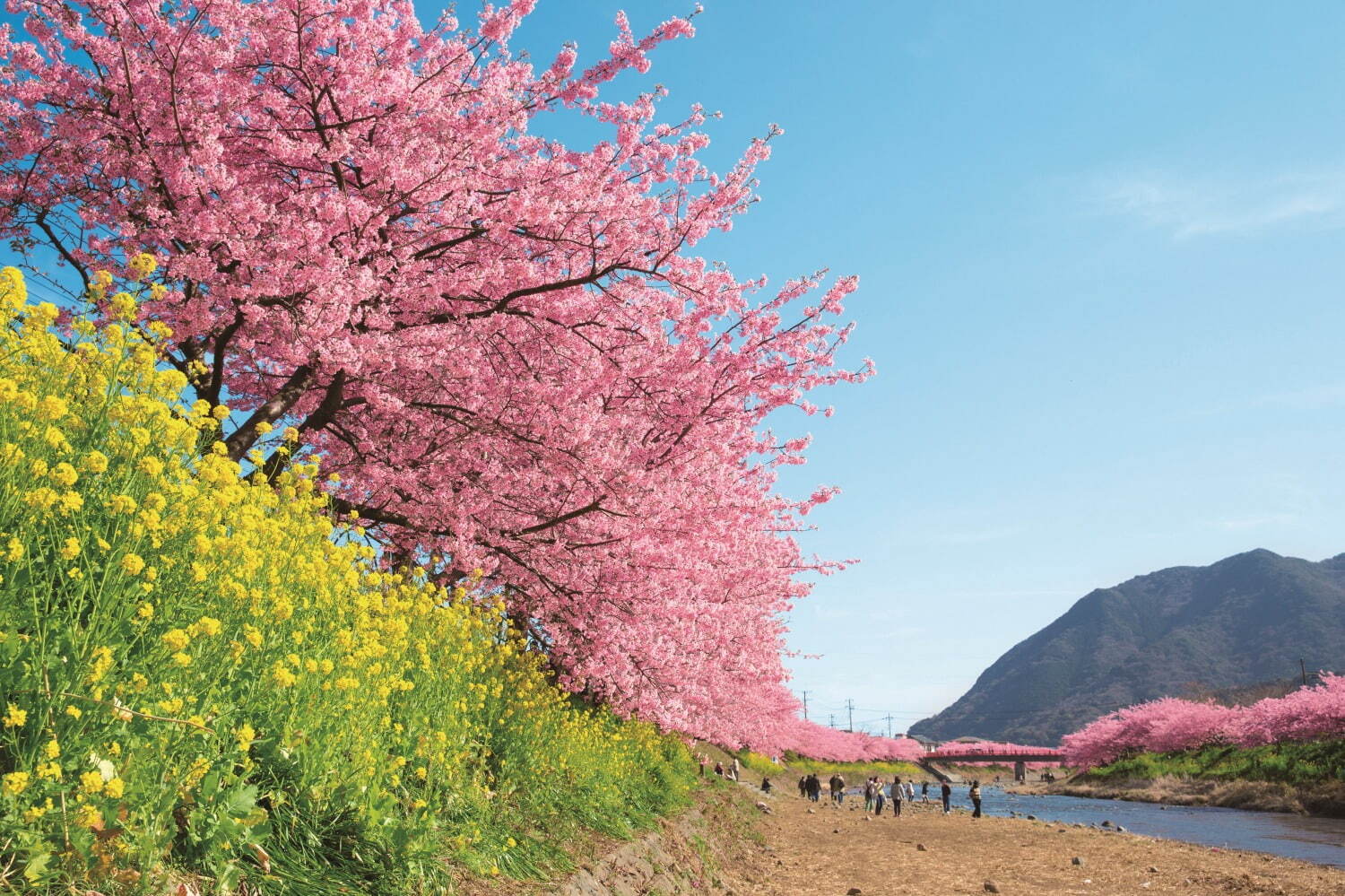 静岡・伊豆の花見イベント「河津桜まつり」早咲き“河津桜”約850本、夜はライトアップも｜写真6