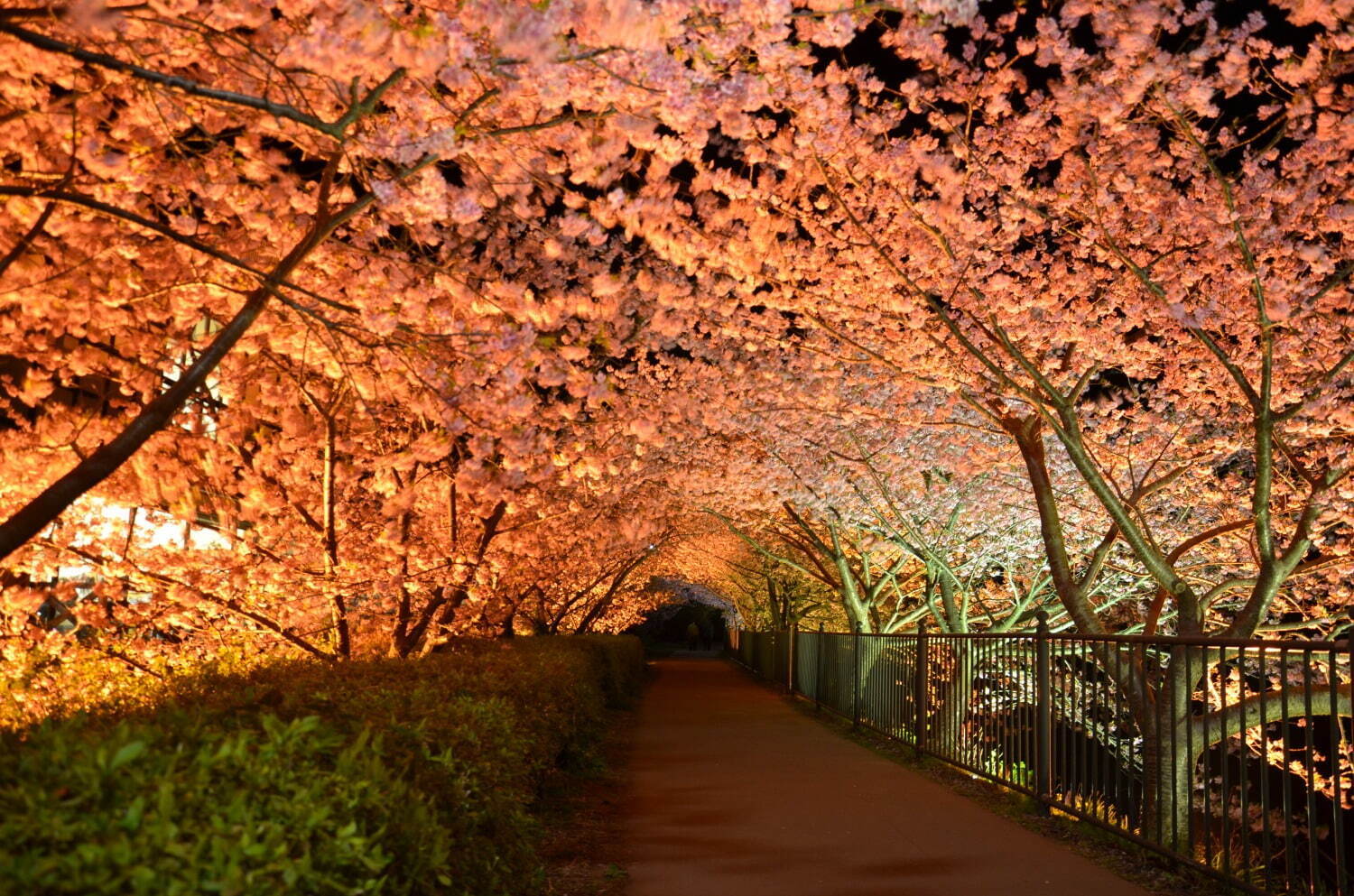 静岡・伊豆の花見イベント「河津桜まつり」早咲き“河津桜”約850本、夜はライトアップも｜写真5