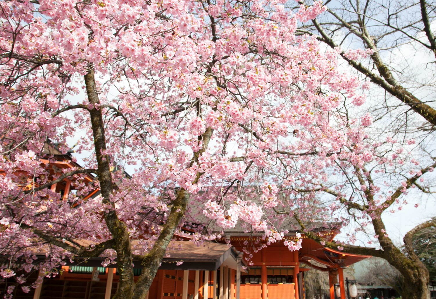 静岡・伊豆の花見イベント「河津桜まつり」早咲き“河津桜”約850本、夜はライトアップも｜写真7