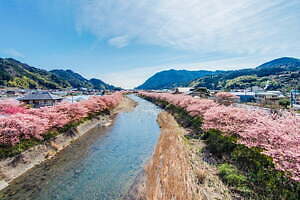 静岡・伊豆の花見イベント「河津桜まつり」早咲き“河津桜”約850本、夜はライトアップも