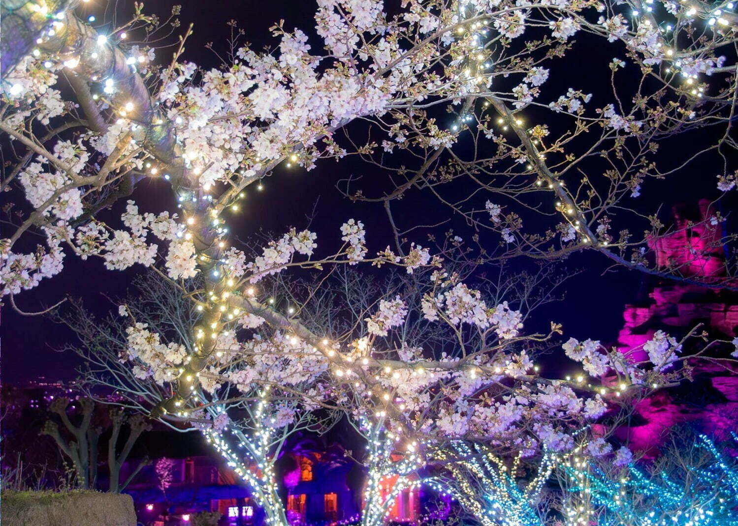 「全国の桜名所＆桜まつり2025」東京・大阪・京都などの花見スポット＆開花時期の春イベント｜写真23