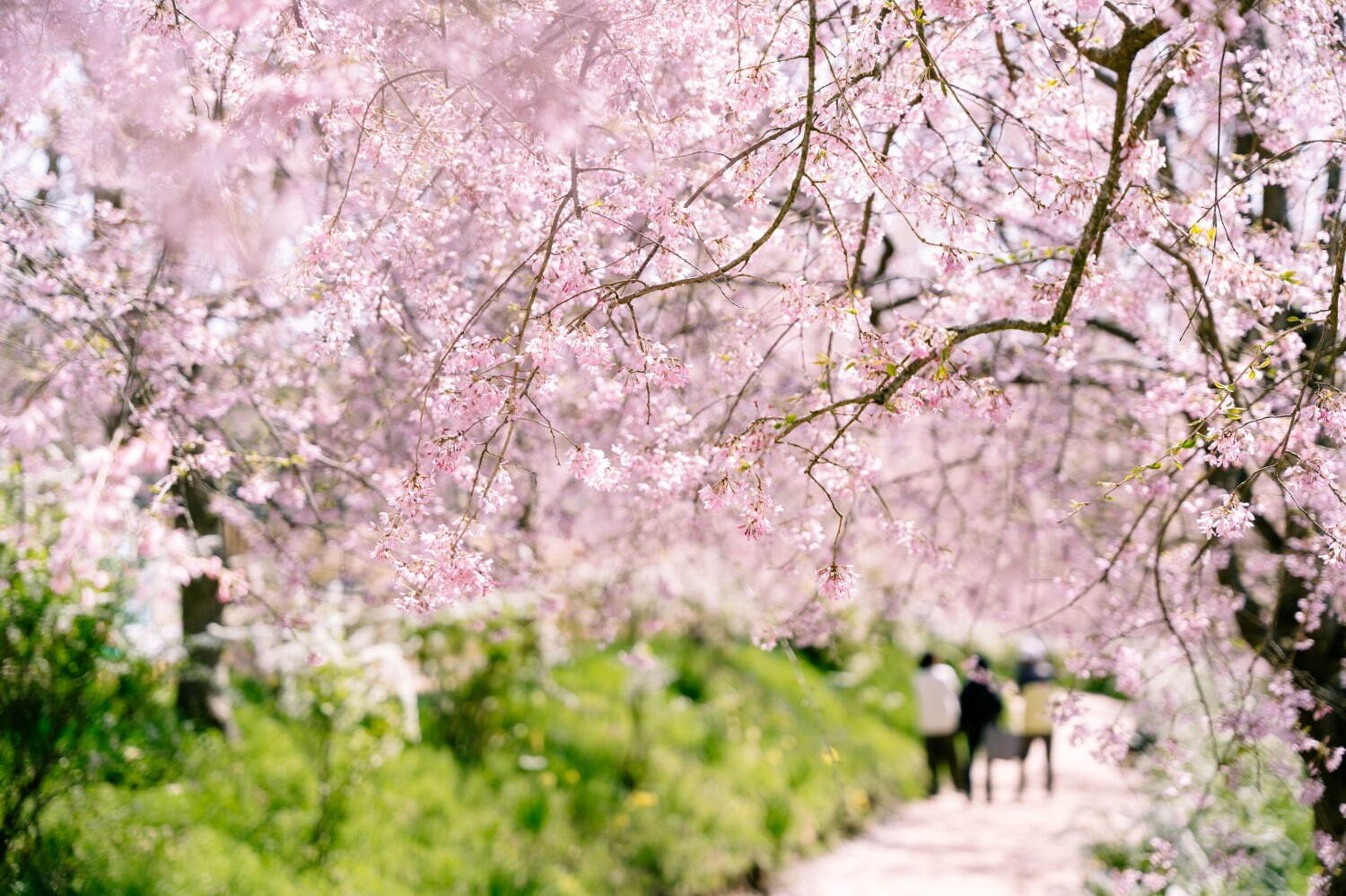 広島・世羅高原農場「さくら祭り」しだれ桜や菜の花が咲き誇る春イベント｜写真1