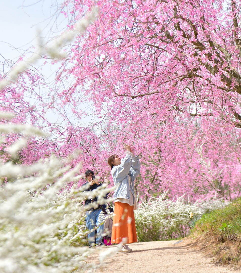 広島・世羅高原農場「さくら祭り」しだれ桜や菜の花が咲き誇る春イベント｜写真3