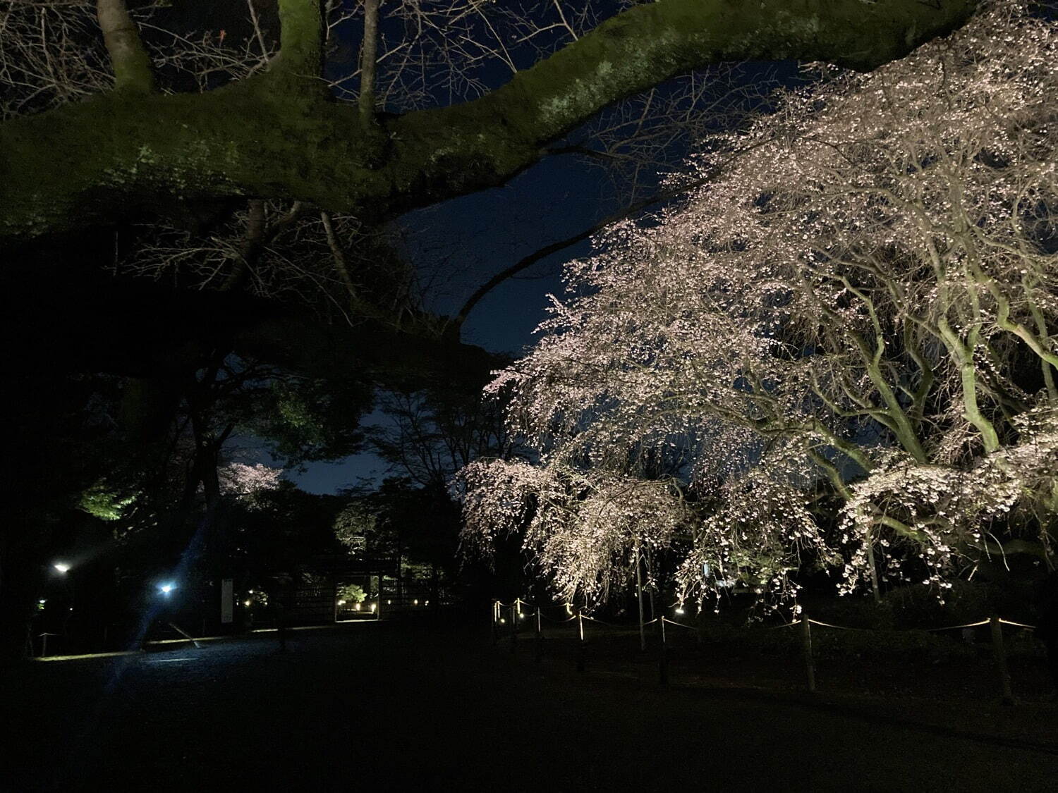 駒込・六義園の夜桜ライトアップ、幻想的なしだれ桜や和歌をイメージしたプロジェクション映像｜写真3