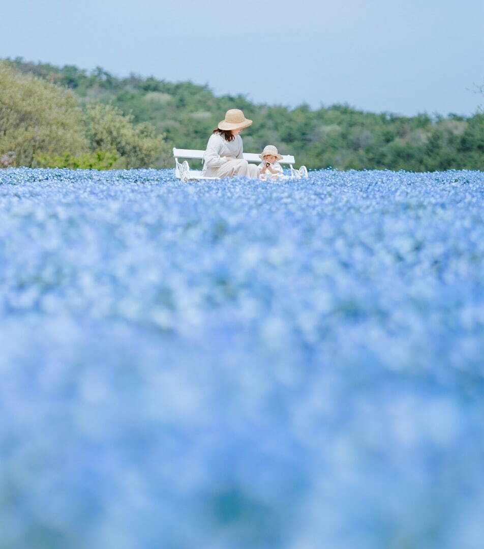 広島・フラワーヴィレッジ 花夢の里「芝桜とネモフィラの丘」広大な丘一面を覆い尽くす芝桜＆ネモフィラ｜写真3