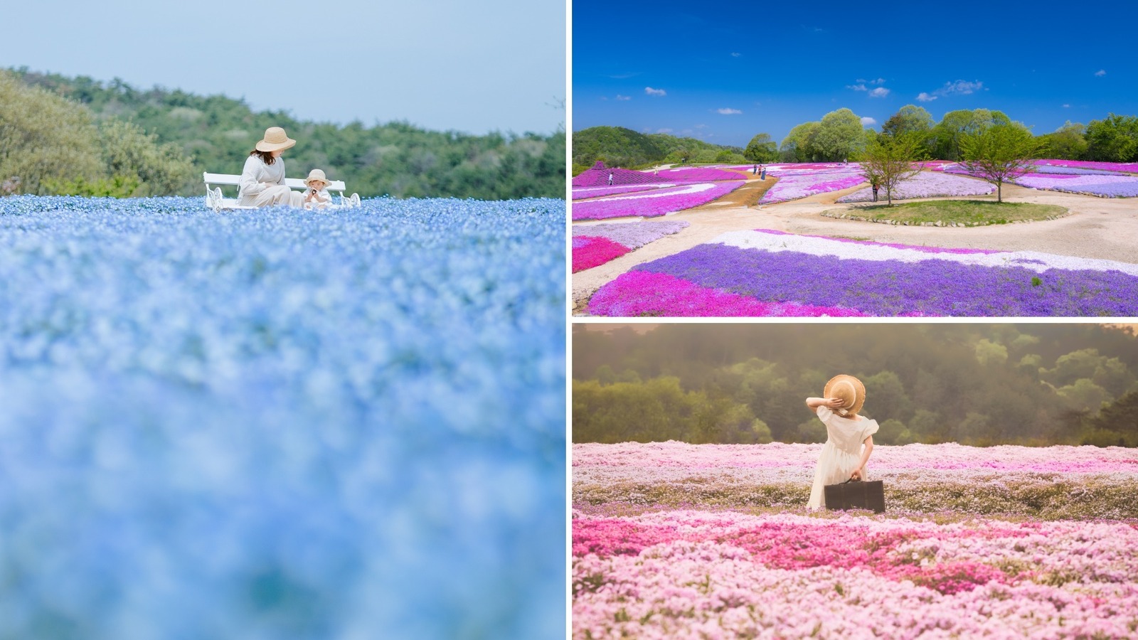 広島・フラワーヴィレッジ 花夢の里「芝桜とネモフィラの丘」広大な丘一面を覆い尽くす芝桜＆ネモフィラ｜写真1