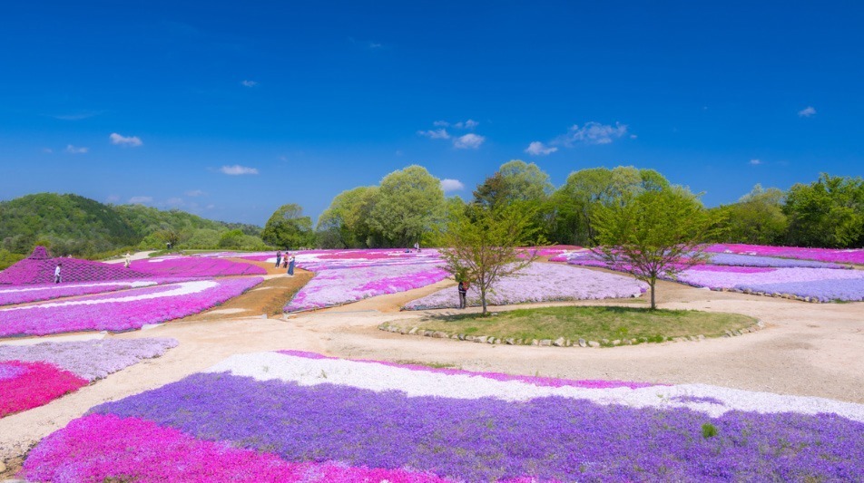 広島・フラワーヴィレッジ 花夢の里「芝桜とネモフィラの丘」広大な丘一面を覆い尽くす芝桜＆ネモフィラ｜写真4