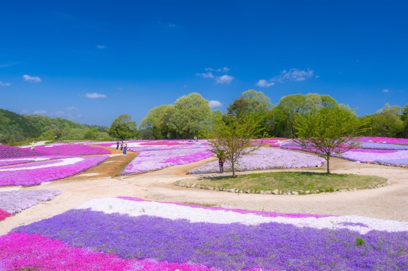 広島・フラワーヴィレッジ 花夢の里「芝桜とネモフィラの丘」広大な丘一面を覆い尽くす芝桜＆ネモフィラ｜写真0