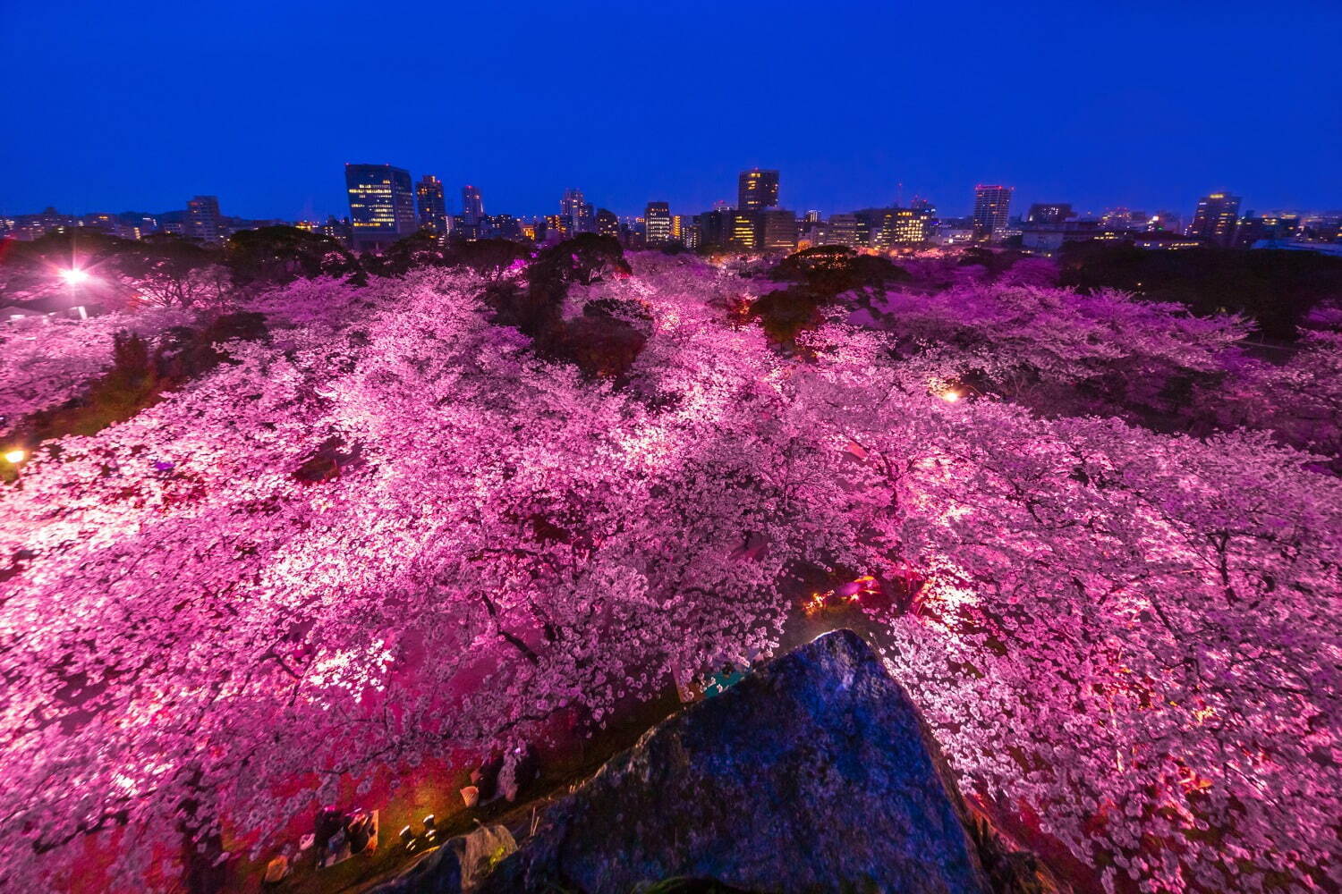 春の花見イベント「福岡城さくらまつり」約1,000本の桜をライトアップした幻想的空間｜写真1