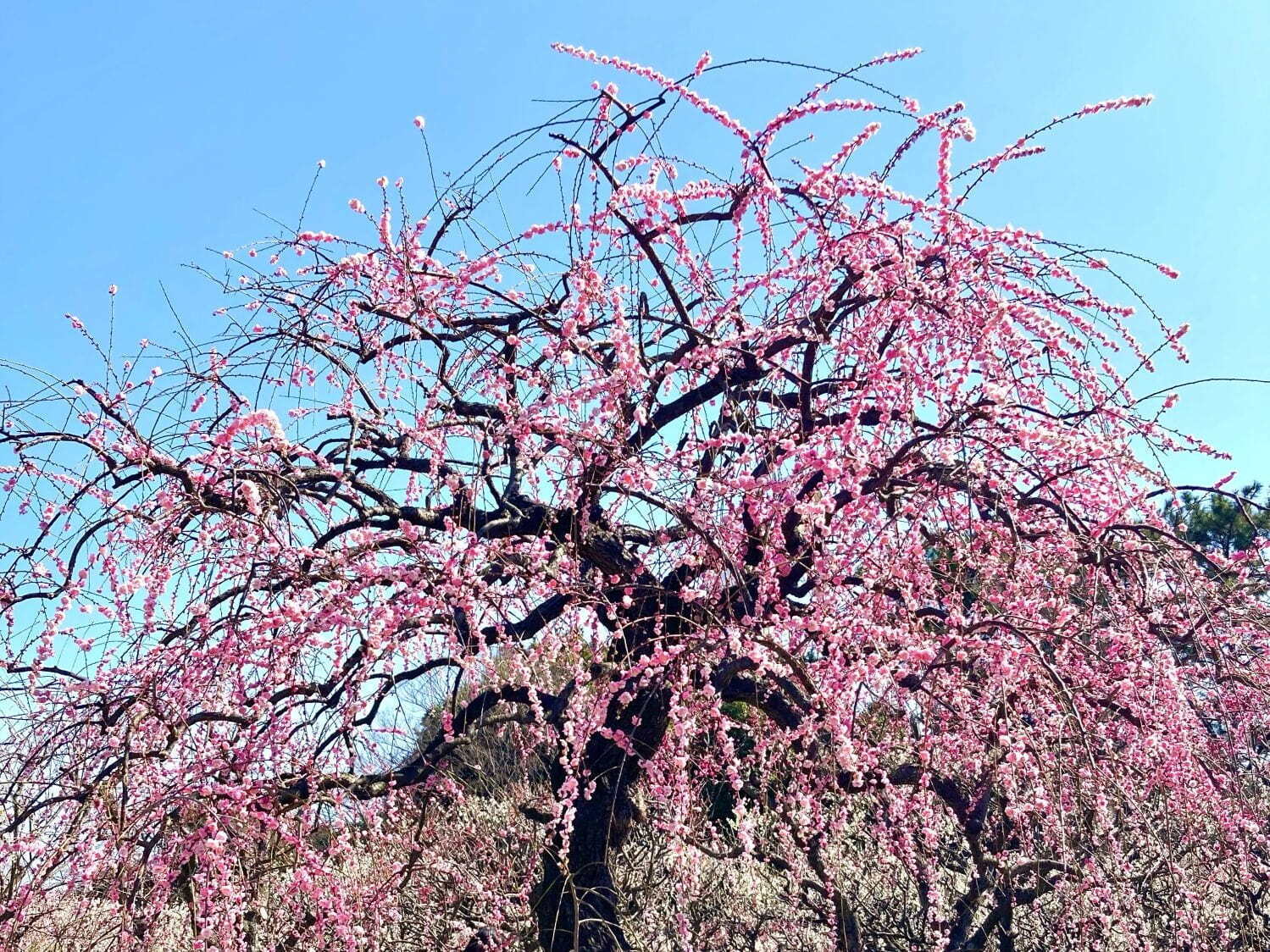 大阪・万博記念公園「梅まつり」約680本の梅が開花、チョーヤコラボの“利き梅酒”や梅スイーツも｜写真2