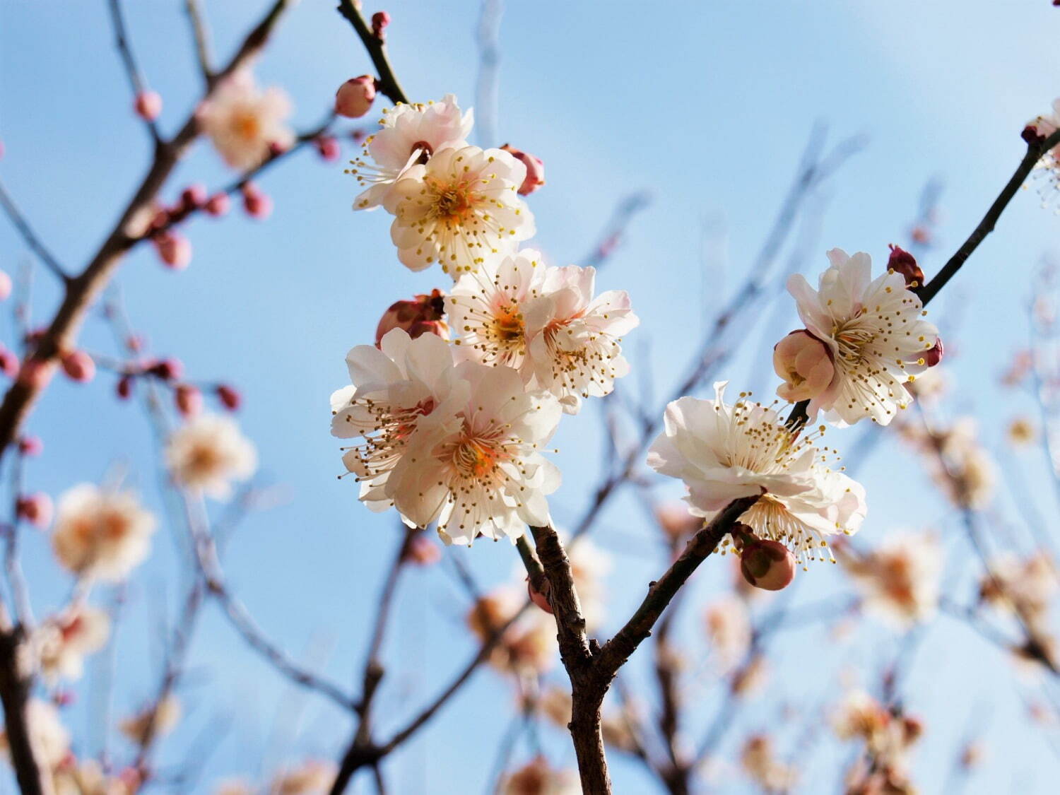 大阪・万博記念公園「梅まつり」約680本の梅が開花、チョーヤコラボの“利き梅酒”や梅スイーツも｜写真8