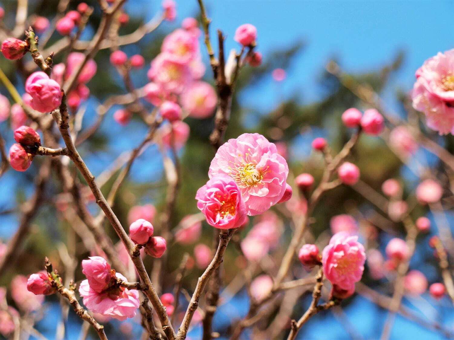 大阪・万博記念公園「梅まつり」約680本の梅が開花、チョーヤコラボの“利き梅酒”や梅スイーツも｜写真3