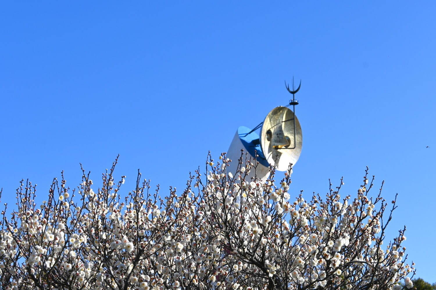 大阪・万博記念公園「梅まつり」約680本の梅が開花、チョーヤコラボの“利き梅酒”や梅スイーツも｜写真7