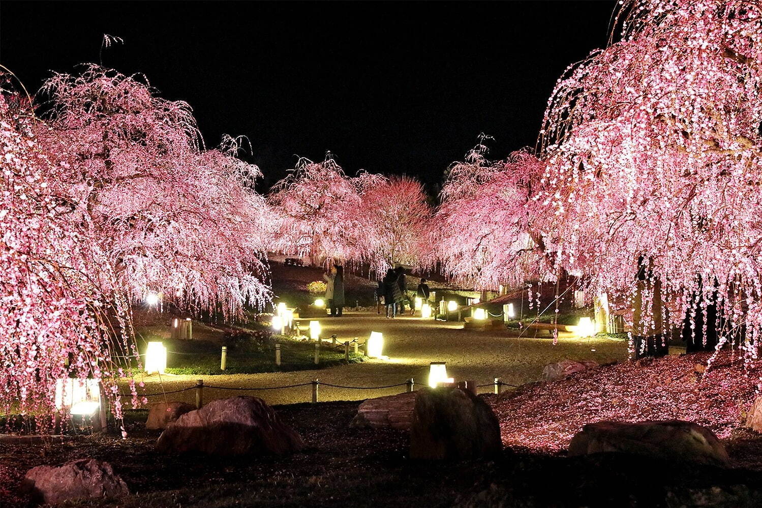 三重の「鈴鹿の森庭園」一般公開、約200本のしだれ梅＆霧が覆う夜間ライトアップも｜写真10