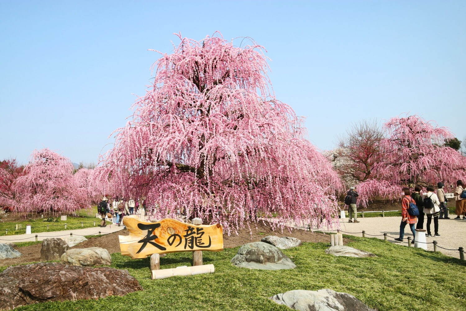 三重の「鈴鹿の森庭園」一般公開、約200本のしだれ梅＆霧が覆う夜間ライトアップも｜写真1