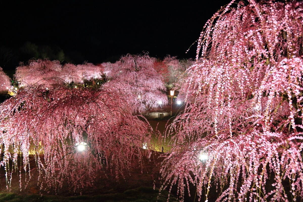 三重の「鈴鹿の森庭園」一般公開、約200本のしだれ梅＆霧が覆う夜間ライトアップも｜写真7