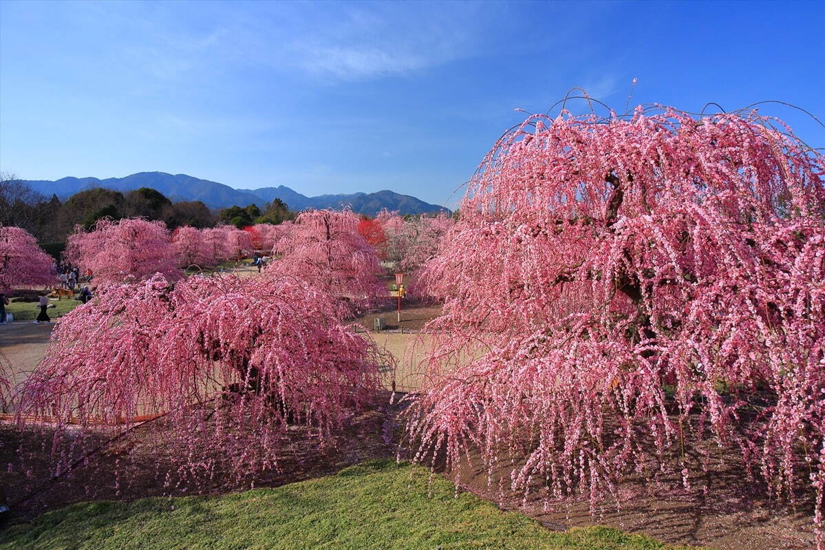 三重の「鈴鹿の森庭園」一般公開、約200本のしだれ梅＆霧が覆う夜間ライトアップも｜写真5