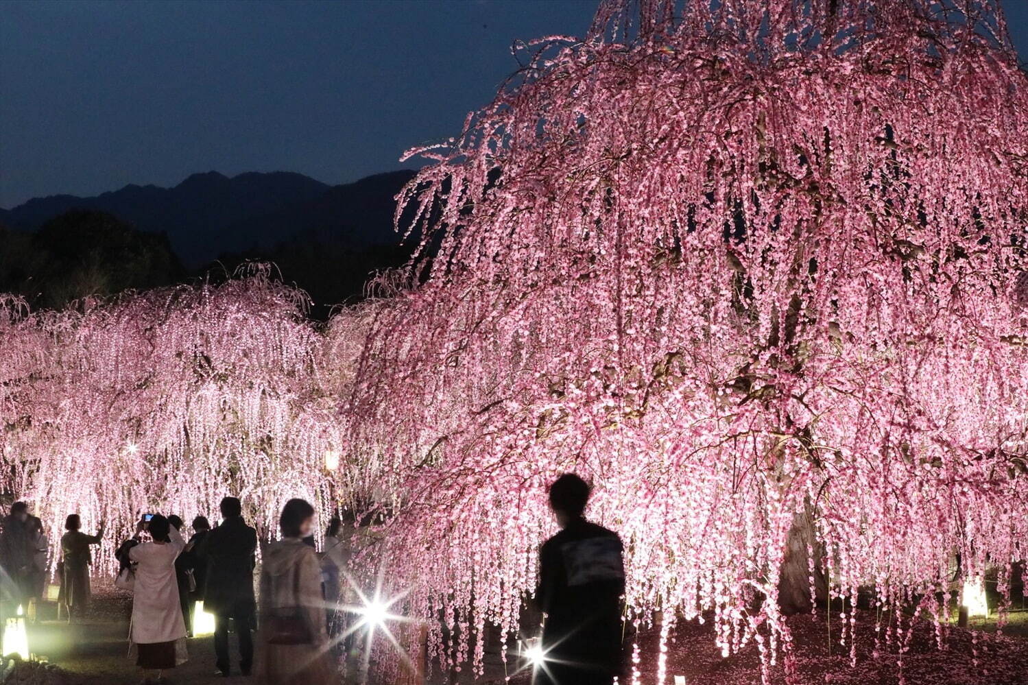 三重の「鈴鹿の森庭園」一般公開、約200本のしだれ梅＆霧が覆う夜間ライトアップも｜写真9