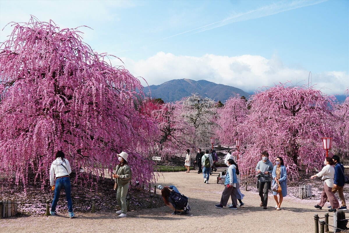 三重の「鈴鹿の森庭園」一般公開、約200本のしだれ梅＆霧が覆う夜間ライトアップも｜写真6