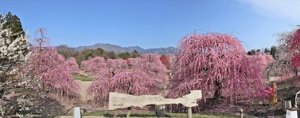 三重の「鈴鹿の森庭園」一般公開、約200本のしだれ梅＆霧が覆う夜間ライトアップも｜写真2