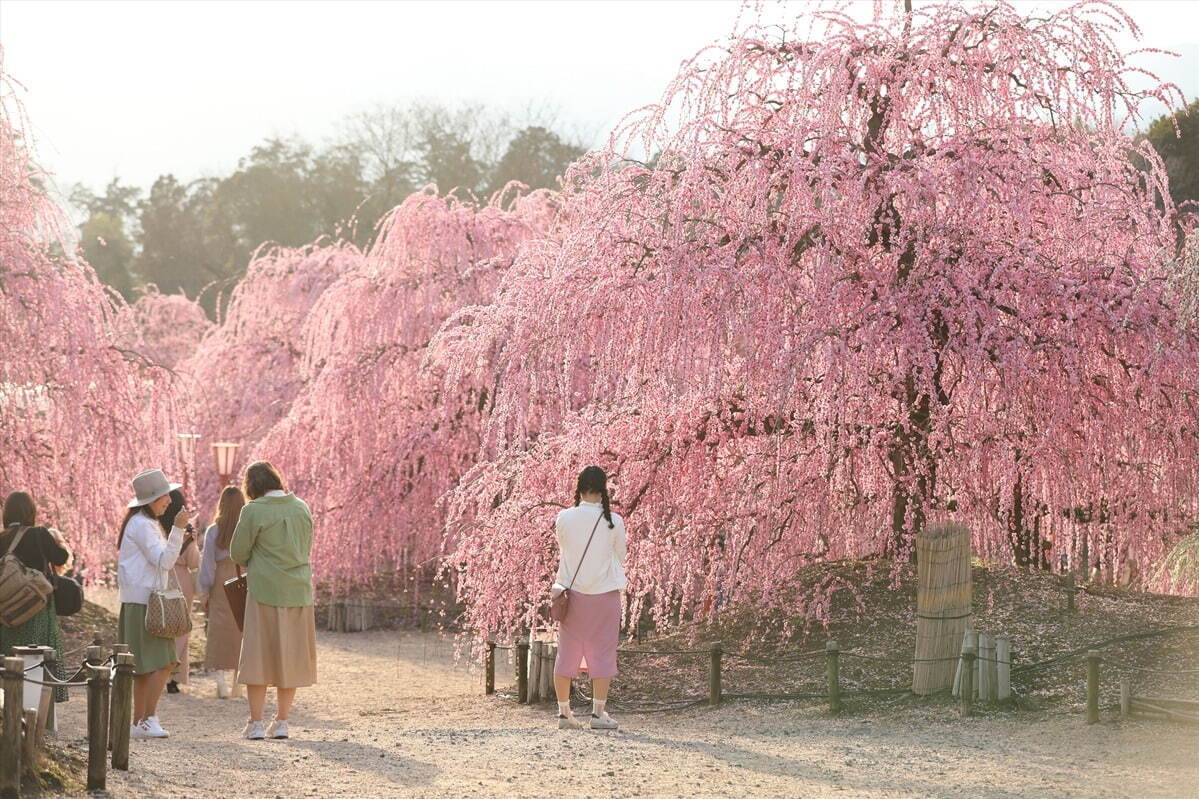 三重の「鈴鹿の森庭園」一般公開、約200本のしだれ梅＆霧が覆う夜間ライトアップも｜写真4