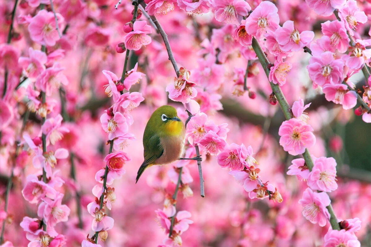 三重の「鈴鹿の森庭園」一般公開、約200本のしだれ梅＆霧が覆う夜間ライトアップも｜写真3