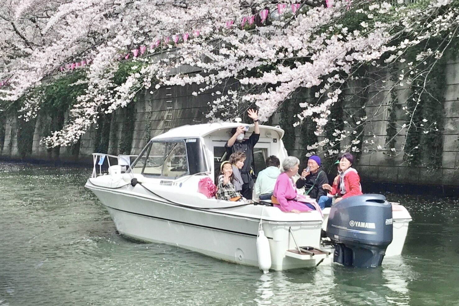 スパークリングワイン「シャンドン ロゼ」と楽しむ目黒川の花見クルーズ、ソメイヨシノなど約800本開花｜写真5