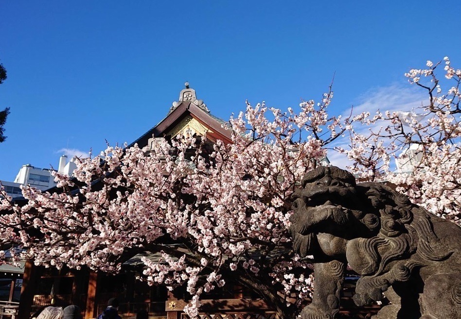 「第68回 文京梅まつり」湯島天神に約300本の梅が開花、夜間ライトアップも｜写真2