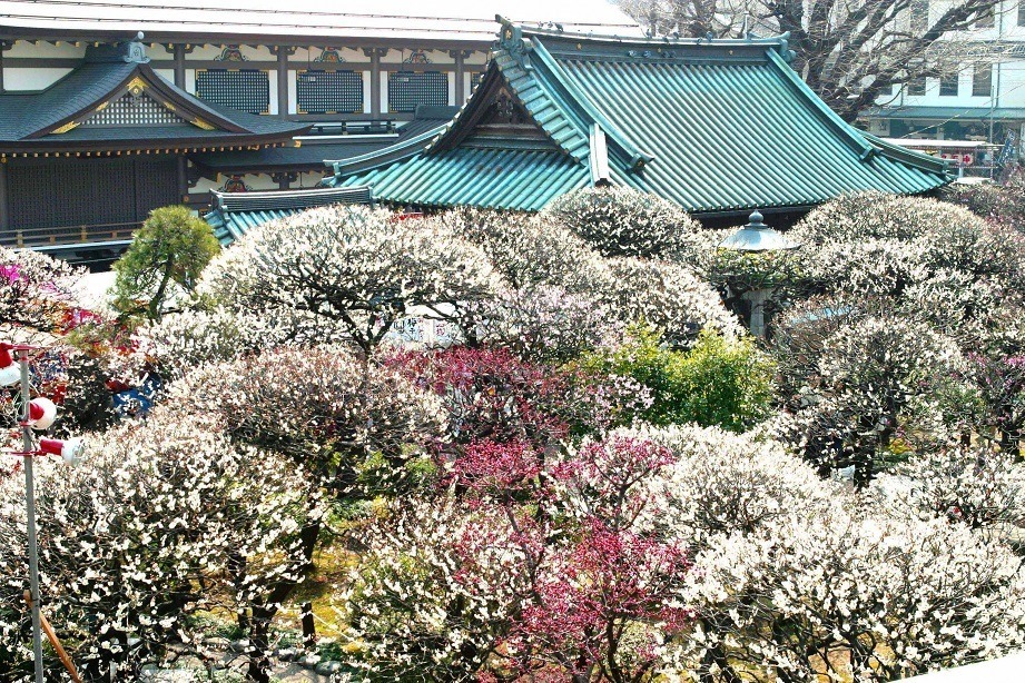 「第68回 文京梅まつり」湯島天神に約300本の梅が開花、夜間ライトアップも｜写真1