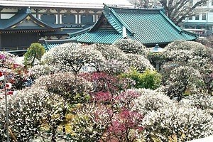 「第68回 文京梅まつり」湯島天神に約300本の梅が開花、夜間ライトアップも