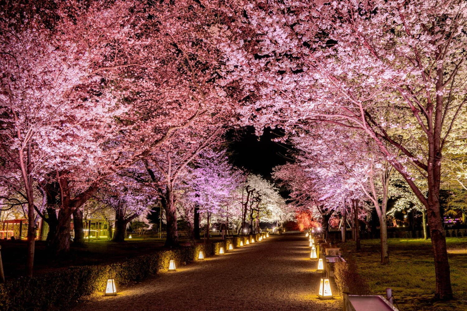 京都・二条城×ネイキッドの桜アートイベント、幻想的なライトアップや花見楽しむナイトピクニックも｜写真6