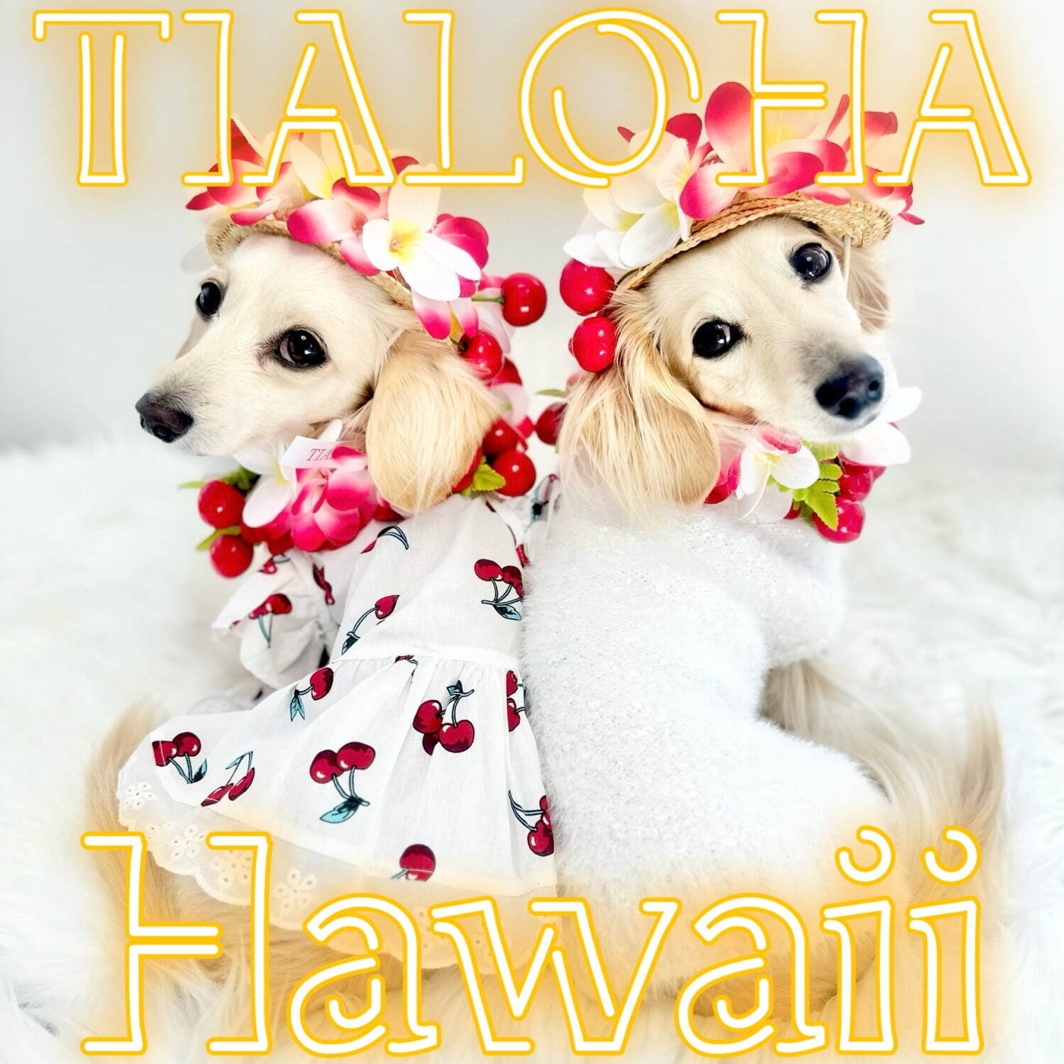 TIALOHA Hawaii