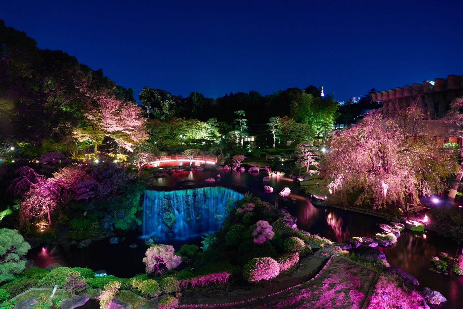 ホテルニューオータニ(東京)「桜めぐり」19種類の桜が咲き誇る日本庭園、夜桜のライトアップも | 写真