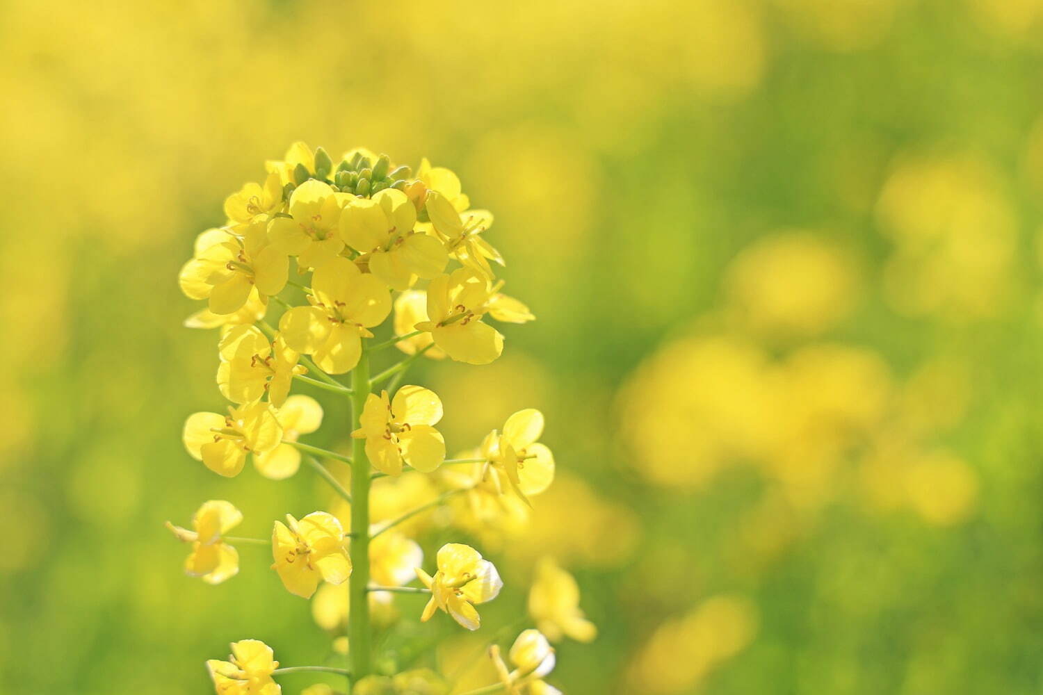 千葉・マザー牧場の“菜の花”が見頃に、黄色い絨毯が360度広がる春景色｜写真5